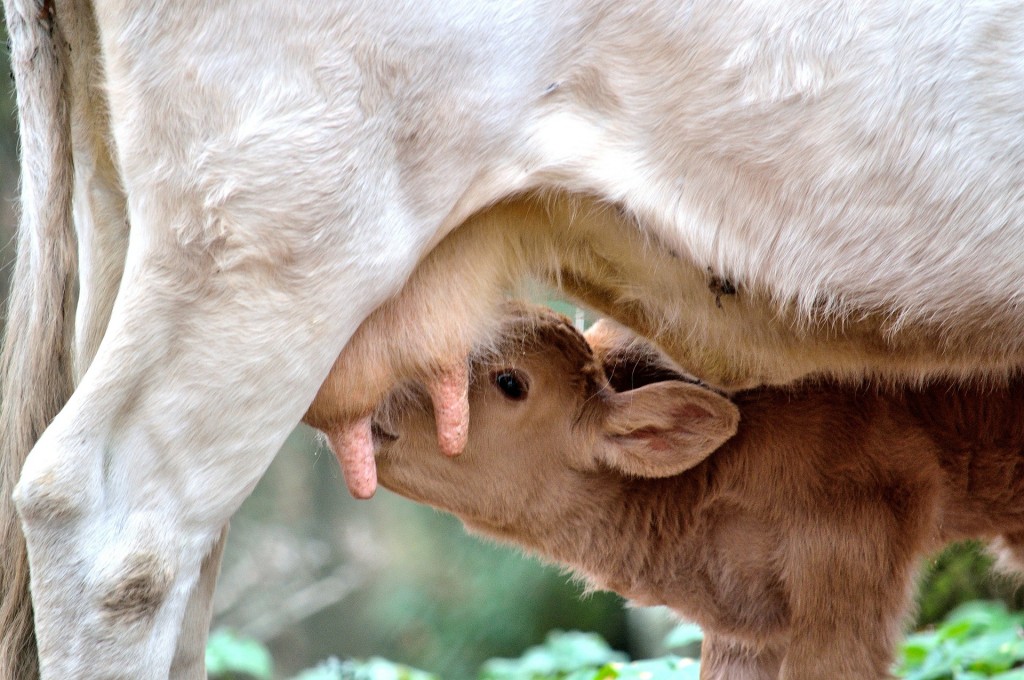 Why milk does NOT do the body good.