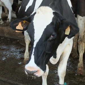 cow-203110_1920