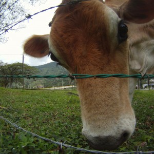 cow-248846_1920