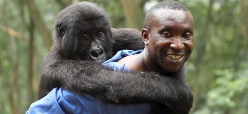 Andre Bauma with an orphaned gorilla.