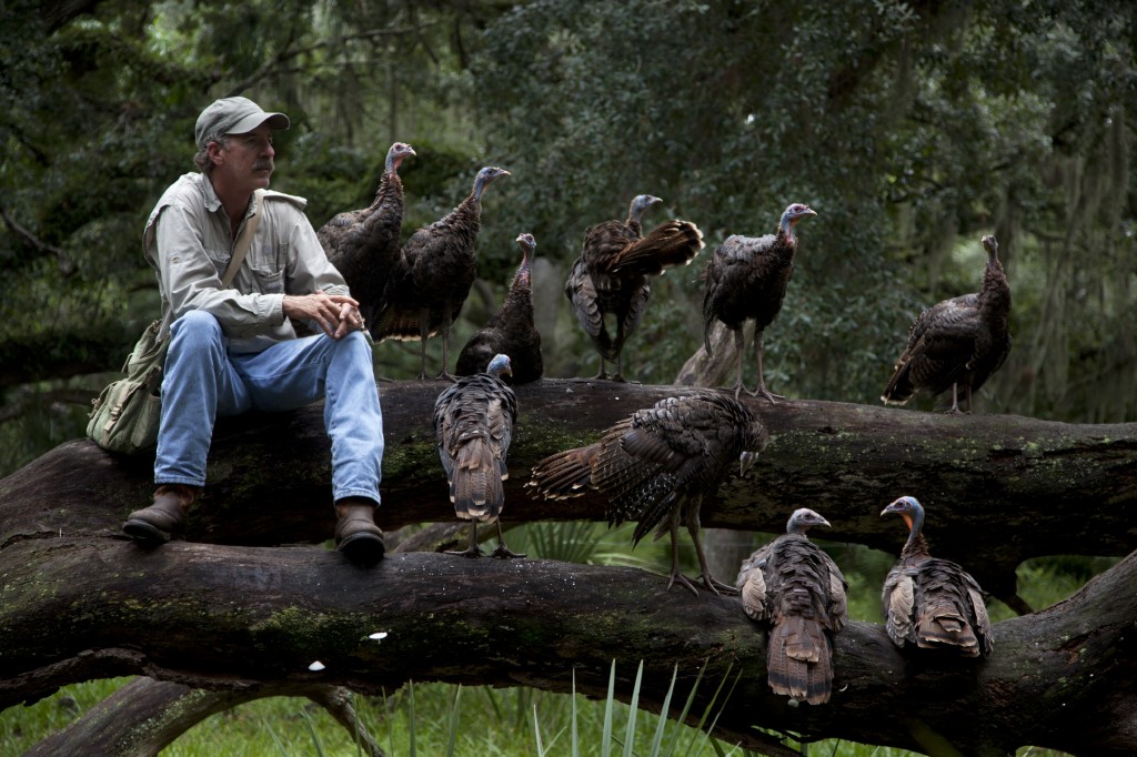 Nature: My Life as a Turkey