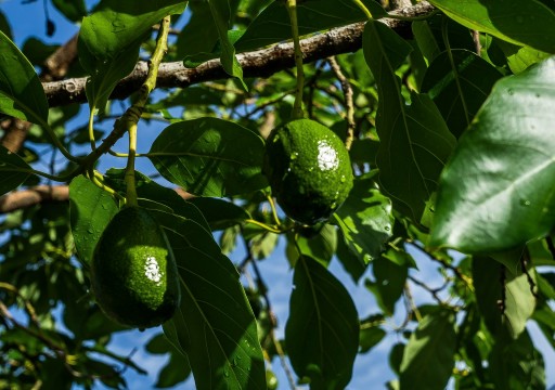 Avocados are fruits not vegetables. 