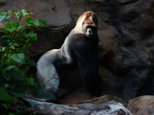 Despite all the atrocities they've been subjected to, there has never been a reported incident of a gorilla killing a human.