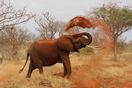 Elephants throw sand on their body to prevent sunburn.