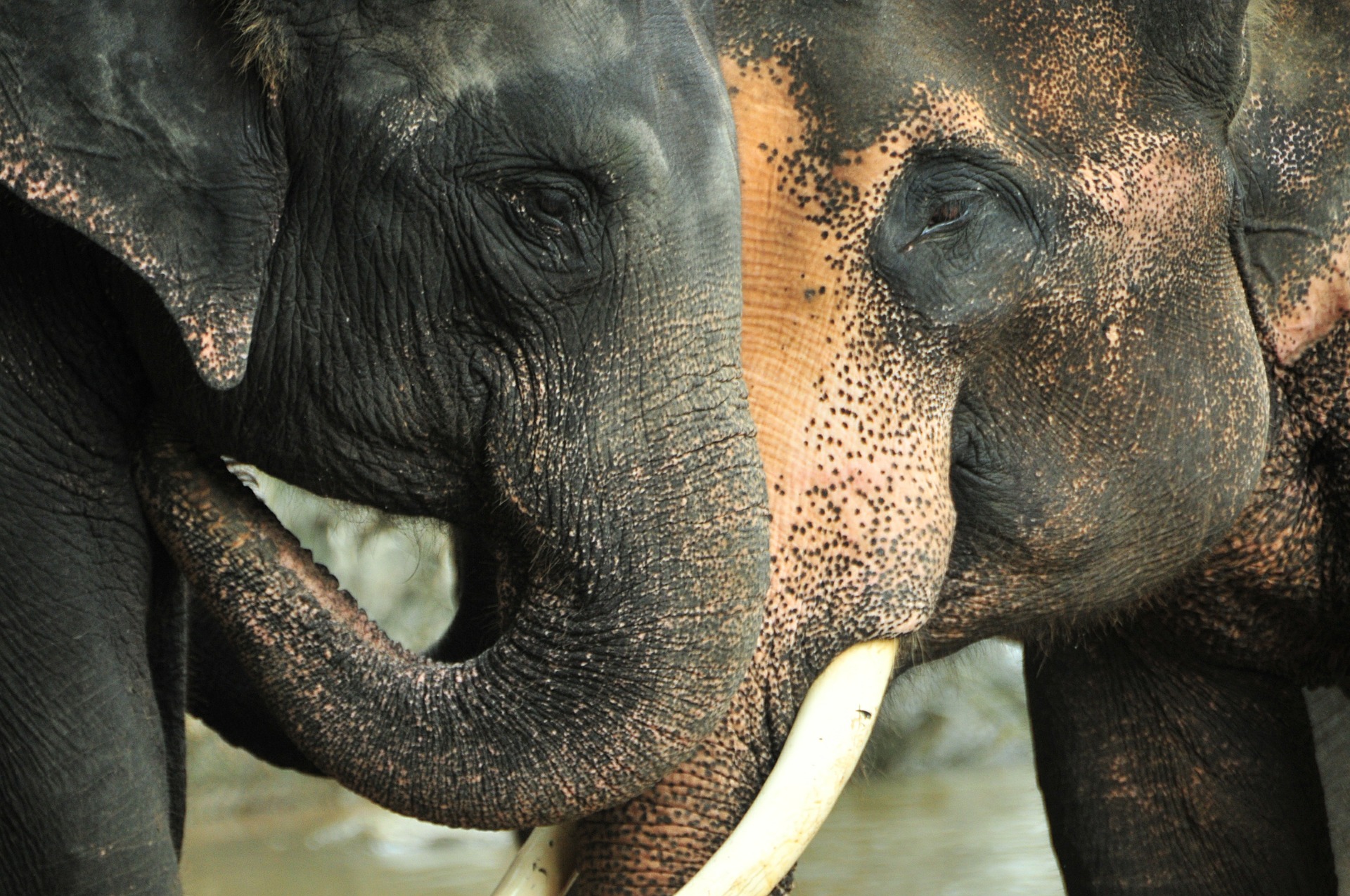 15 amazing facts you probably didn’t know about Elephants