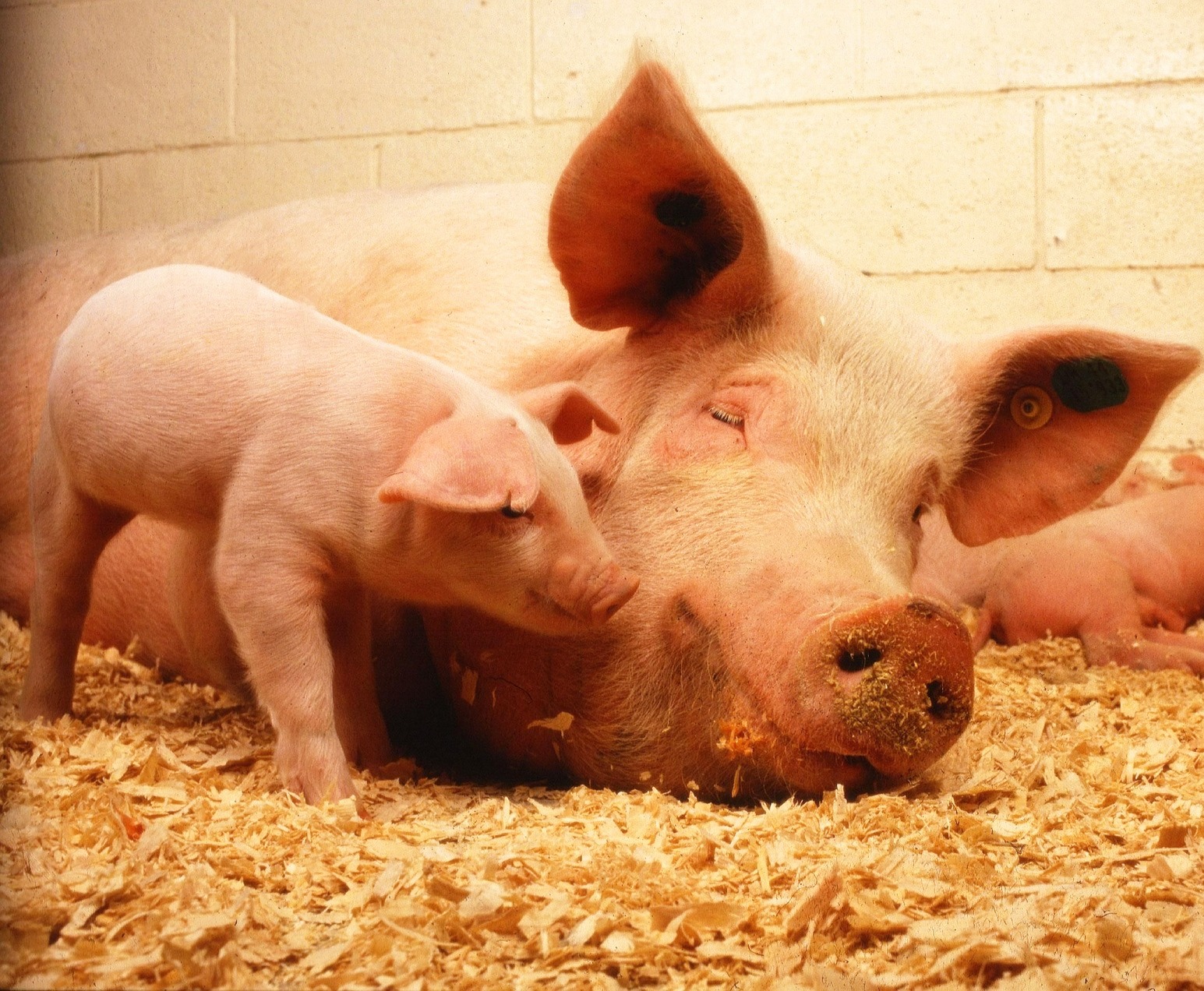 Pigs can empathize