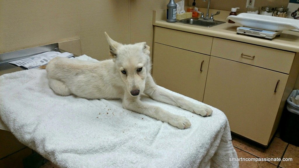 At the hospital (day one) waiting for the vet.