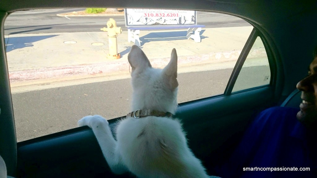 Ride home from the vet and quite possibly the first time he's ever stuck his head out the window