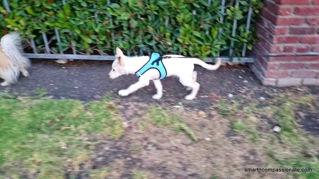 His first hike! Trying to keep up with Scruffy.