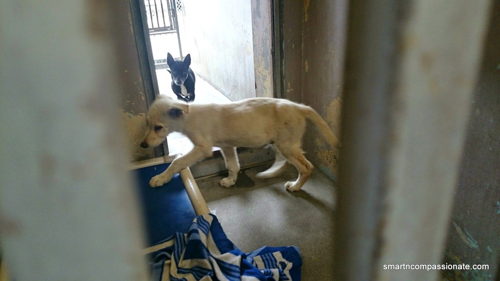 The day he came to the county shelter.