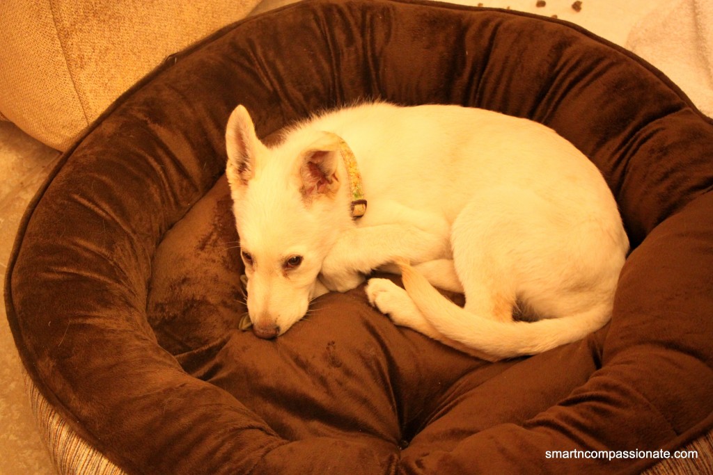 Day three night - comfy in his new bed