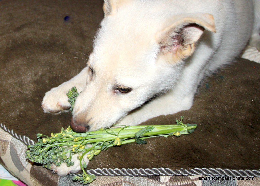 He loves to chomp on raw veggies :-)