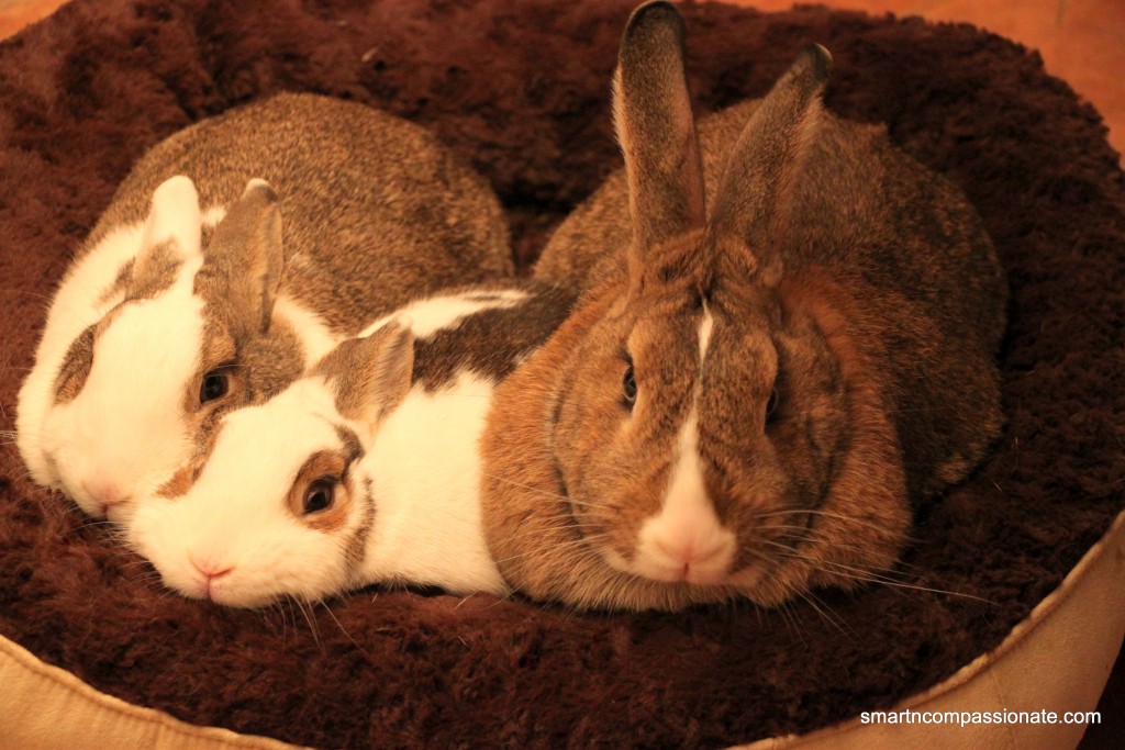 Left to right: Suzy Bunnita, Skippy Cottontail & Henry Blueeyes