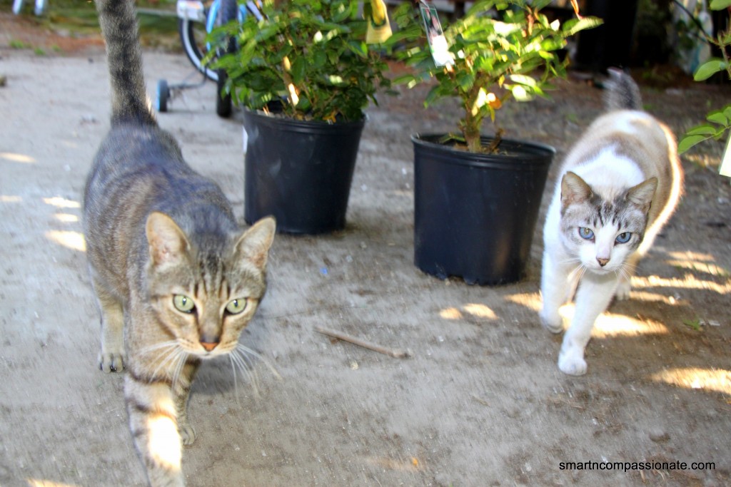 Left to right: Maximus Decimus Meridius aka Max & Keiko Masumi 