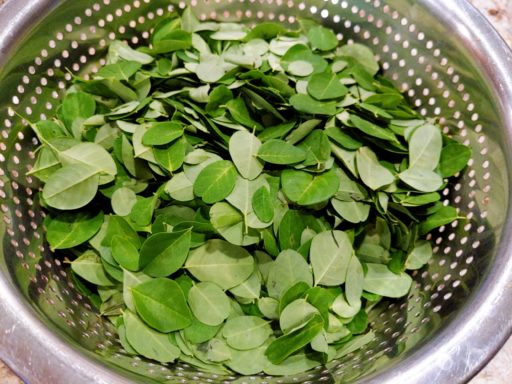 Moringa